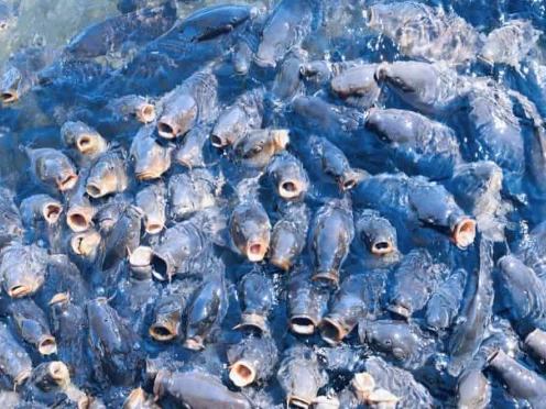 ras system biofilter ras system biofilter