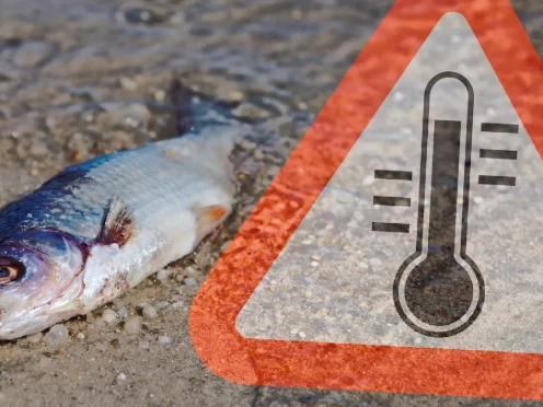 temperature RAS fish pond temperature RAS fish pond