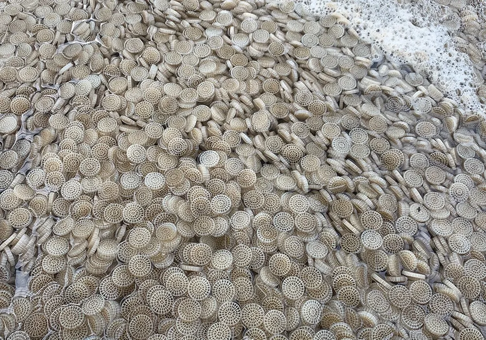 Aquaculture